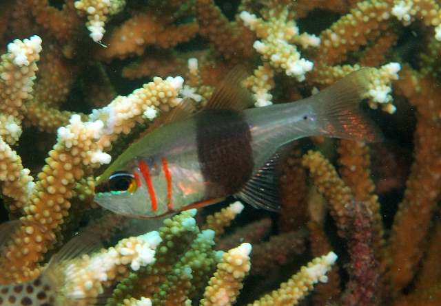 Apogon zosterophora (Pesce cardinale dalla cintura nera)